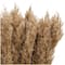 Dried Plant Pampas Natural Foliage with Long Stems